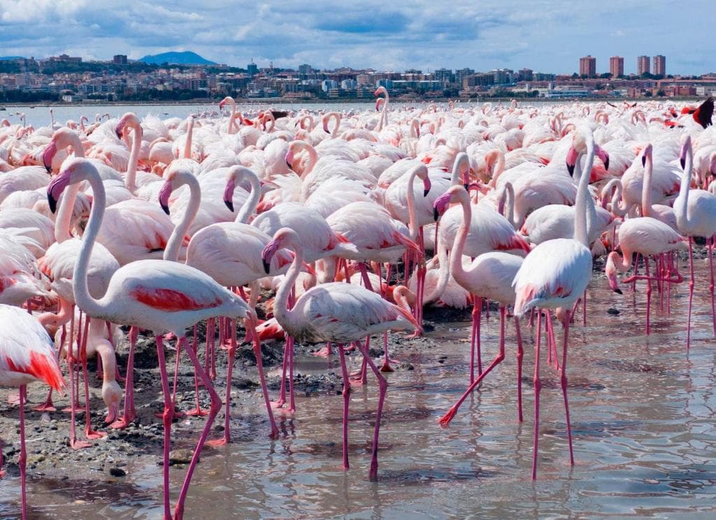 Fenicotteri Rosa - Casa Vacanze Orchidea, Quartu Sant'Elena, vicino alla spiaggia di Poetto, Sardegna
